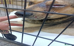 Mixed Breed dogs for adoption: 🐺 WOLFIE – A Brave Soul Ready for a New Life 🖤 - Advert 11