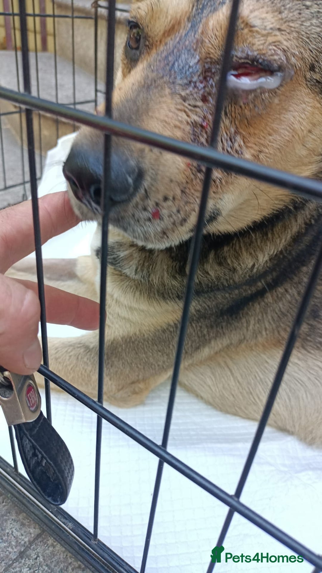 Mixed Breed dogs for adoption: 🐺 WOLFIE – A Brave Soul Ready for a New Life 🖤 - Advert 11