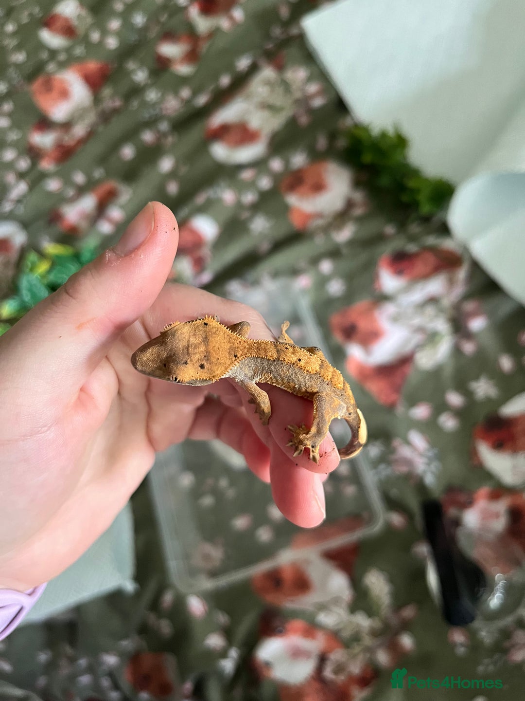Gecko reptiles for sale: Lilly white and Dalmatian harlequin crested geckos - Image 18