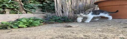 British Shorthair cats for sale: Beautiful grey and white kitten - Advert 3