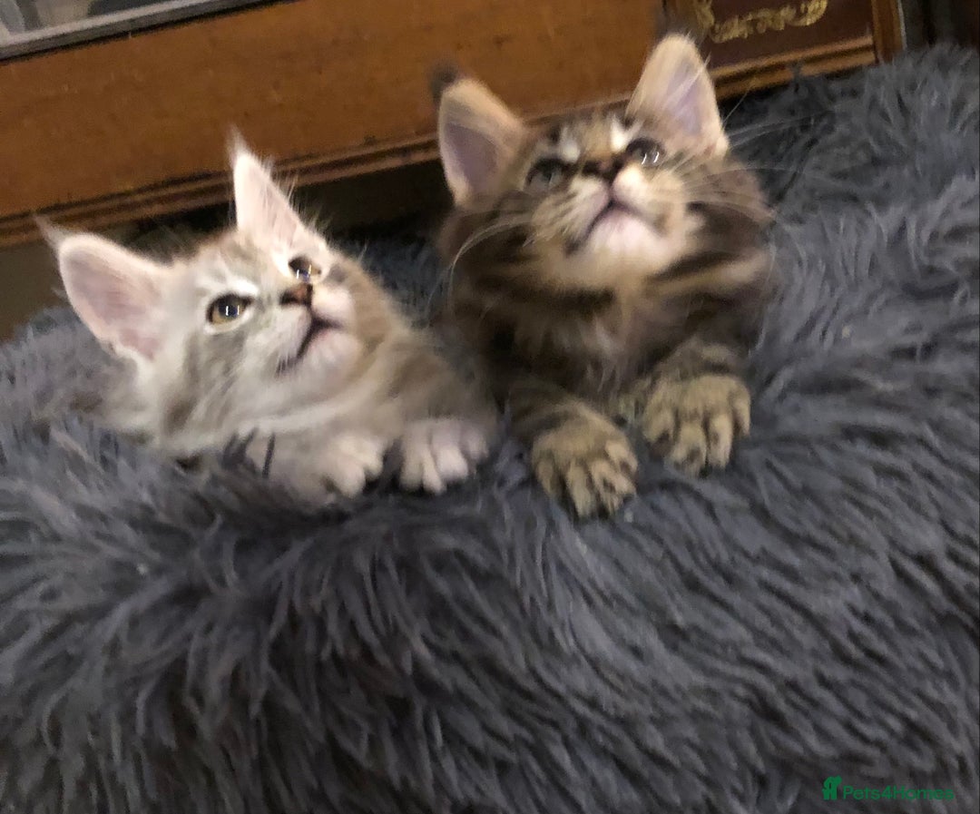 Maine Coon cats for sale: Maincoon kittens ready now  - Image 28