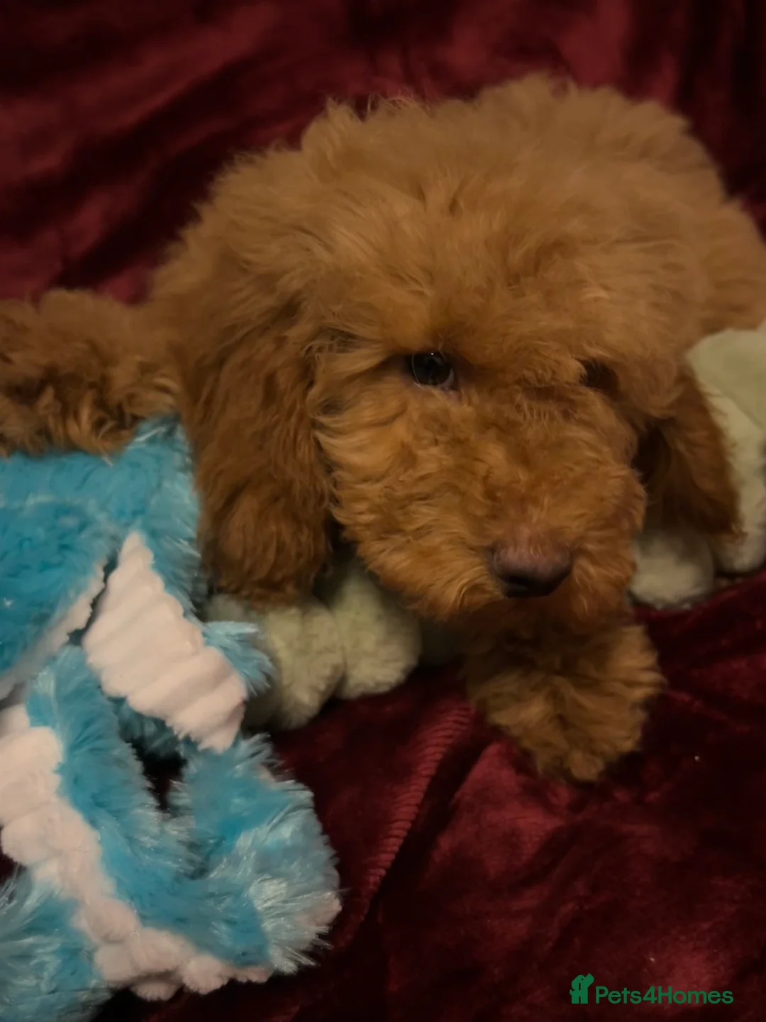 Cockapoo dogs for sale: Stunning fox red cockapoo puppies PRA Clear  - Advert 2