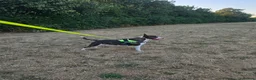 Bull Terrier dogs for stud: UK CH SIRED STUD - TOP EMRED & ARICON BLOODLINES - Advert 1