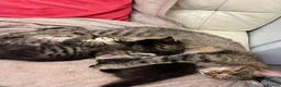 European cats for sale: Beautiful kittens 🐱 available now in Coventry - Advert 8