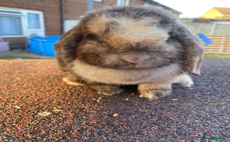 Mini Lop rabbits - Advert 15
