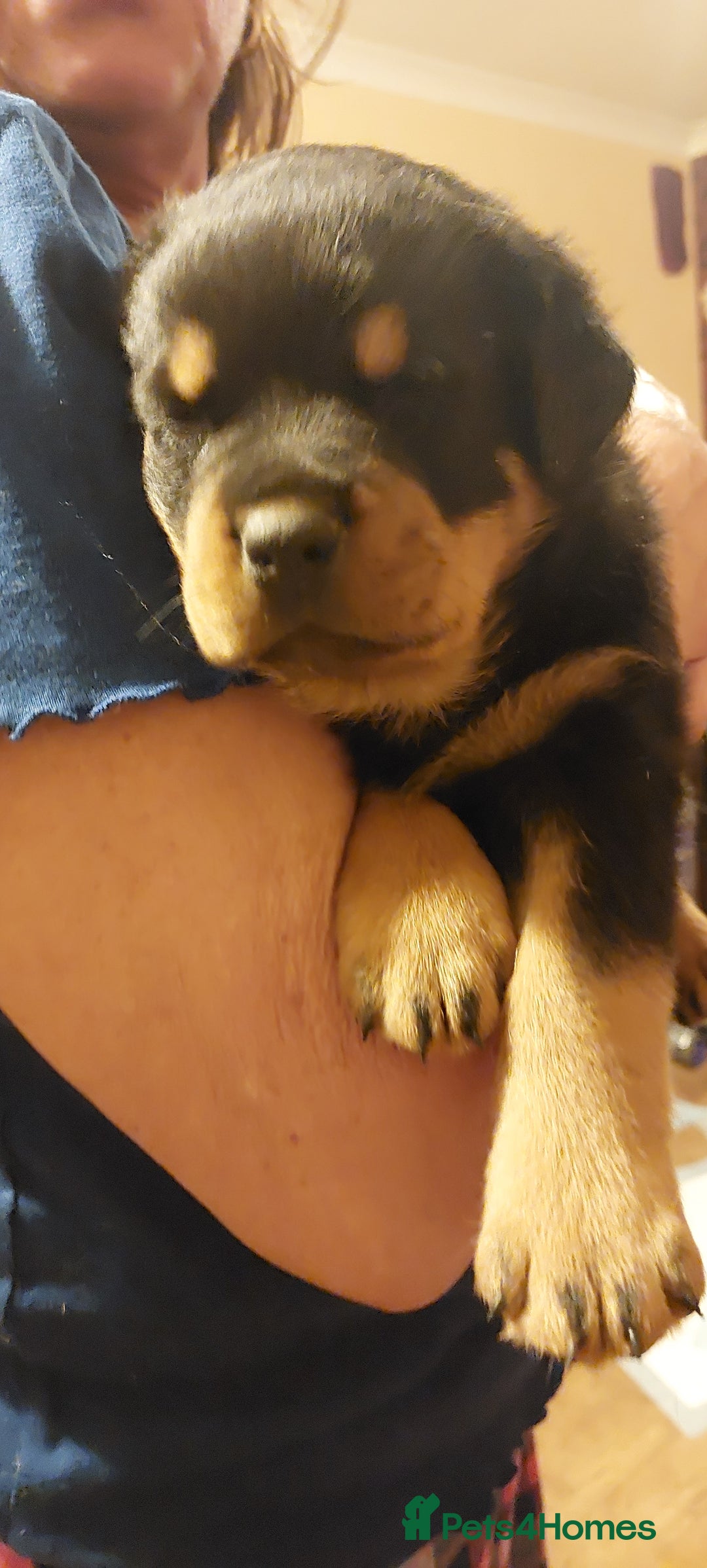 Rottweiler dogs for sale: Kc registered chunky pups - Advert 8