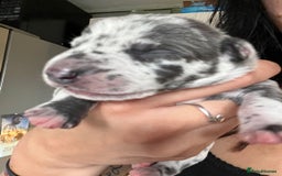 Lurcher dogs for sale: Lurcher puppies  - Image 15