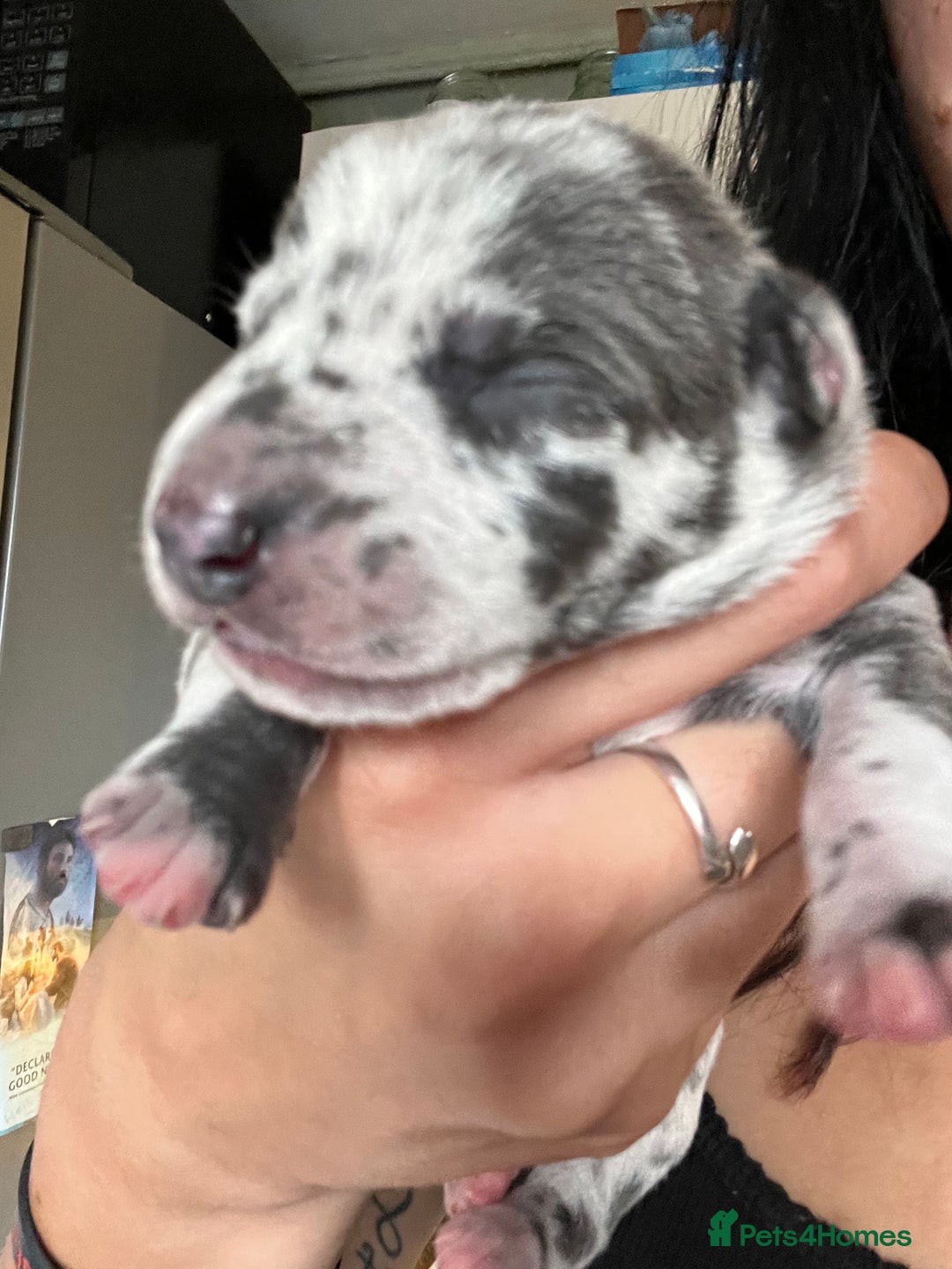 Lurcher dogs for sale: Lurcher puppies  - Image 15