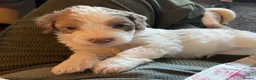 Cockapoo dogs for sale: Beautiful F1 Cockapoo Puppies in Peterborough - Advert 7