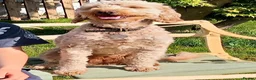 Mini Goldendoodle dogs for sale: Jasmine - Advert 5