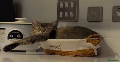 British Shorthair cats - Advert 6