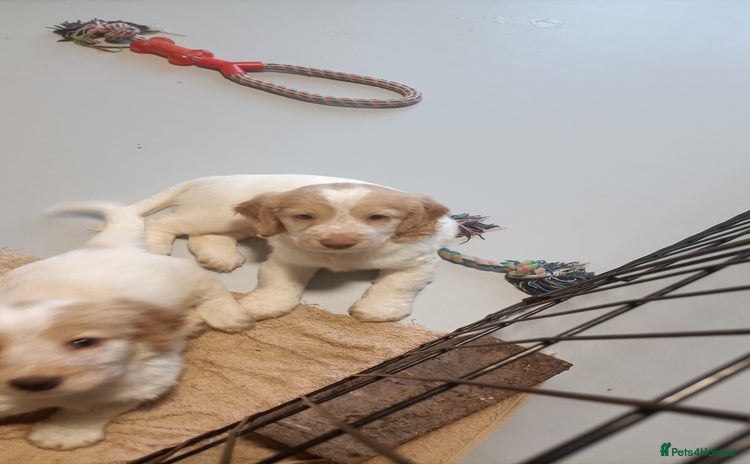 Cockapoo dogs - Advert 9