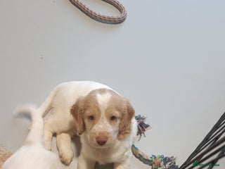 Cockapoo dogs Cockapoo F1B - Advert 16