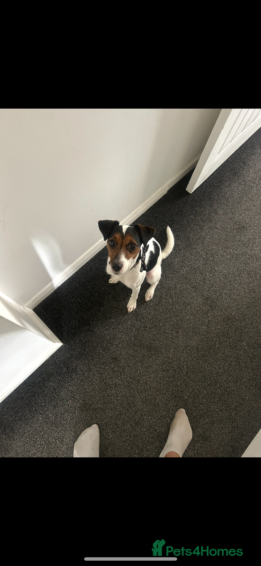 Parson Russell dogs for sale: Smudge  - Advert 2