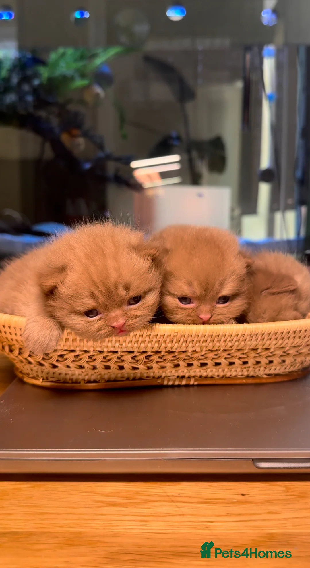 British Shorthair cats for sale: Beautiful cinnamon British shorthair kittens - Advert 1