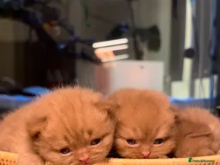 British Shorthair cats Beautiful cinnamon British shorthair kittens - Advert 1