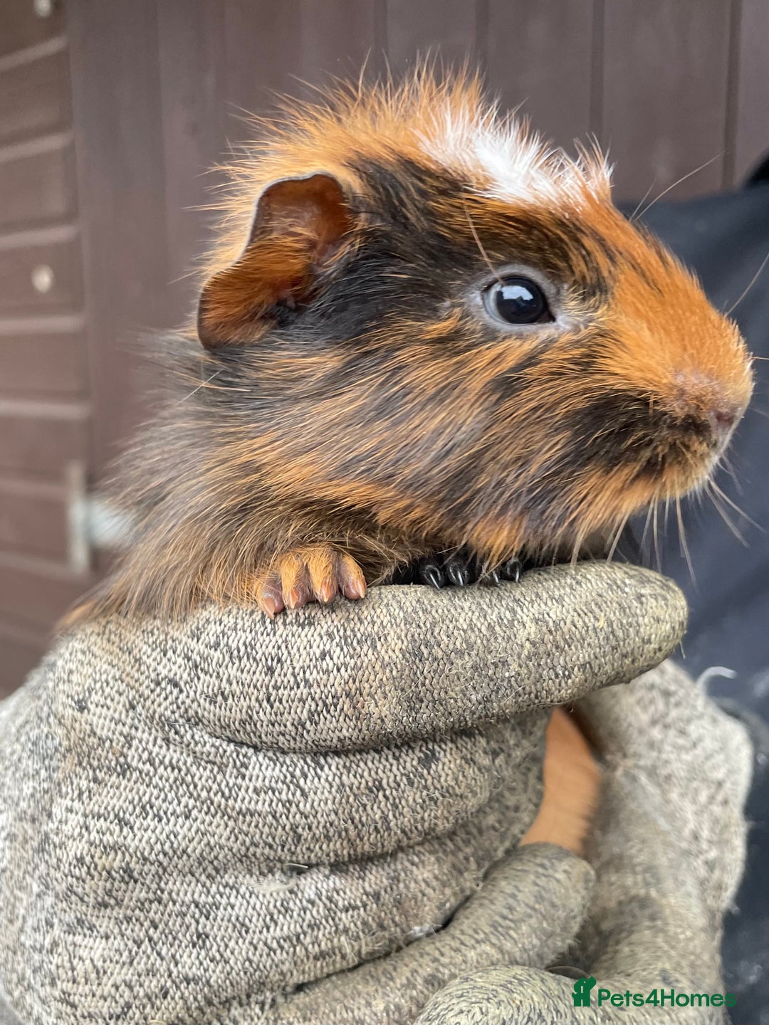 Guinea Pig rodents for sale: Beautiful Baby Guinea Pigs - Advert 13