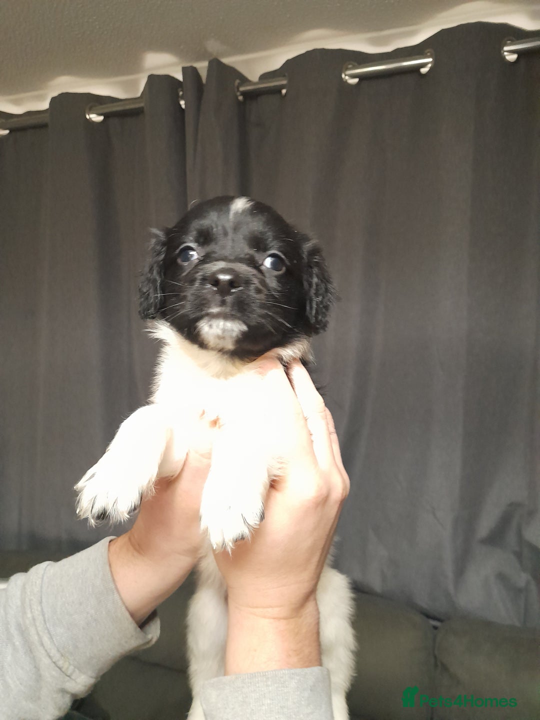 Springador dogs for sale: Springador puppys - Advert 12