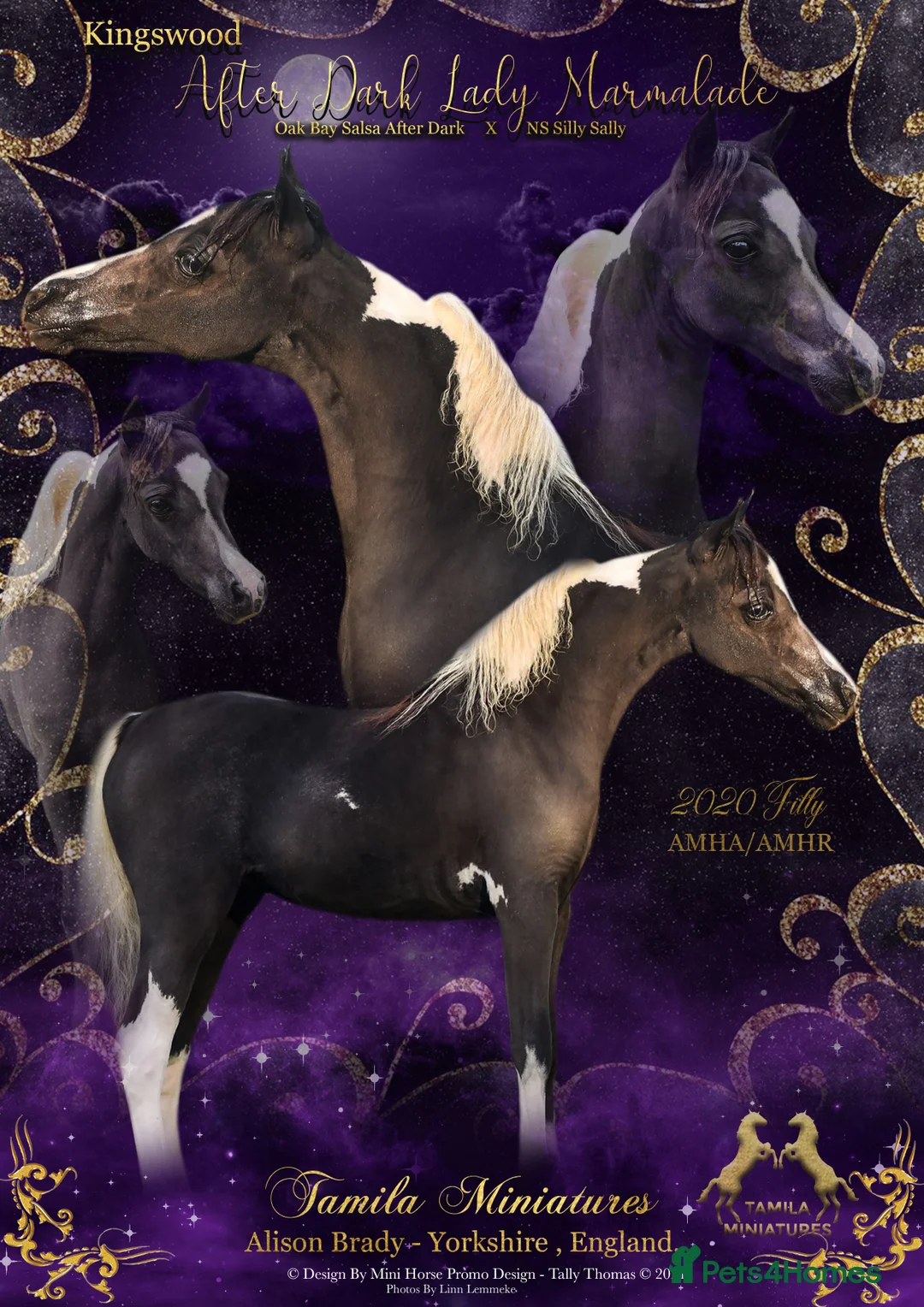 Miniature horses for sale: Kingswood After Dark Lady Marmalade - Advert 3