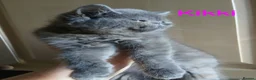 Exotic cats for sale: READY NOW GCCF PERSIAN EXOTIC BABIES - Advert 7