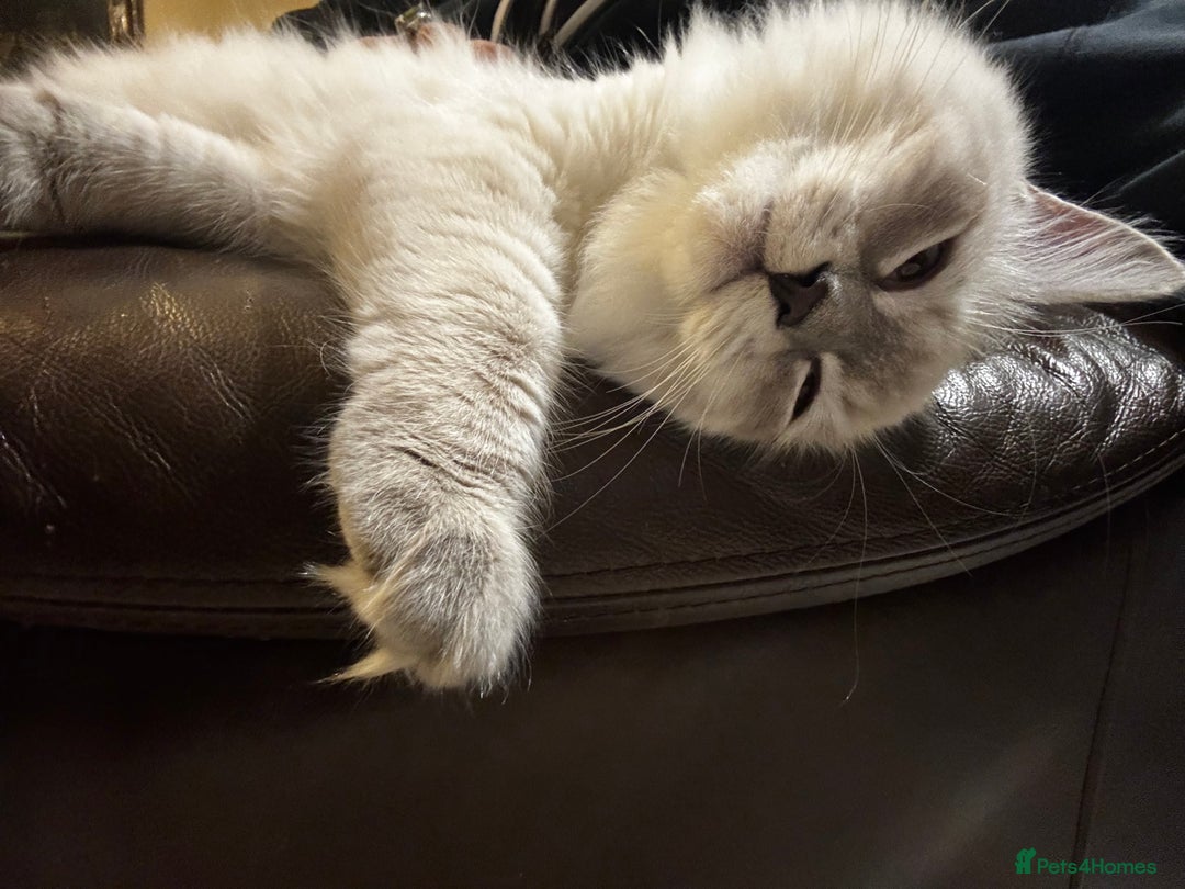 Siberian cats for sale:  3 Male Siberian Neva Masquerade Kittens - Advert 10