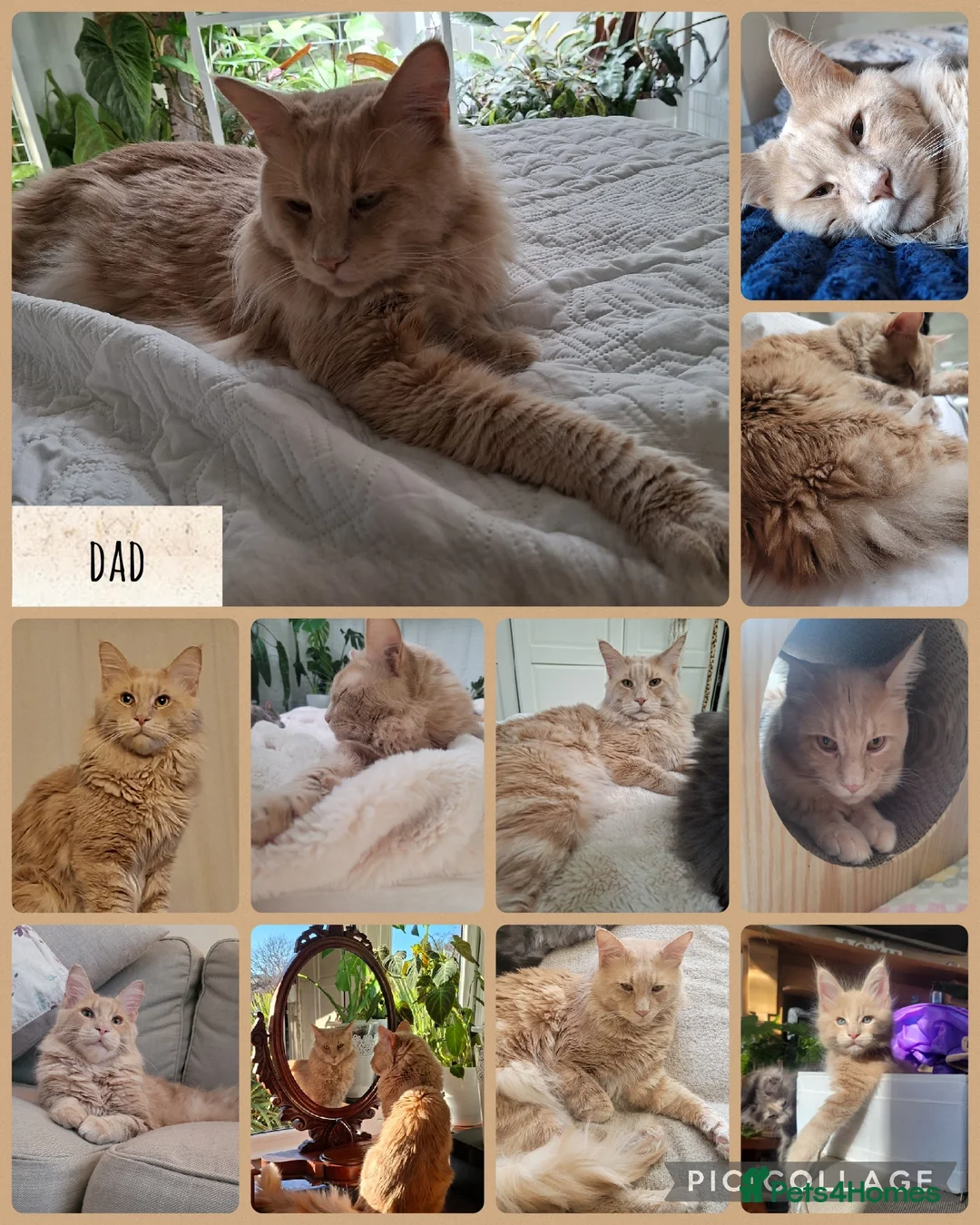 Maine Coon cats for sale: 🐾🐈‍⬛GORGEOUS 6 WEEK OLD MAINE COON KITTENS🐈‍⬛🐾 - Advert 17