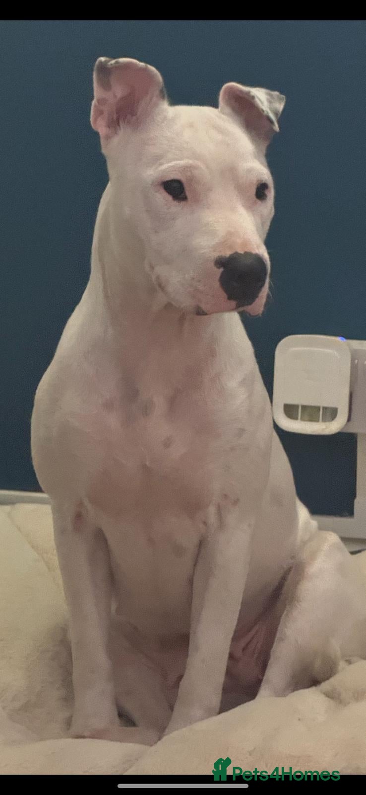 Mixed Breed dogs English bull terrier cross mastiff - Advert 2