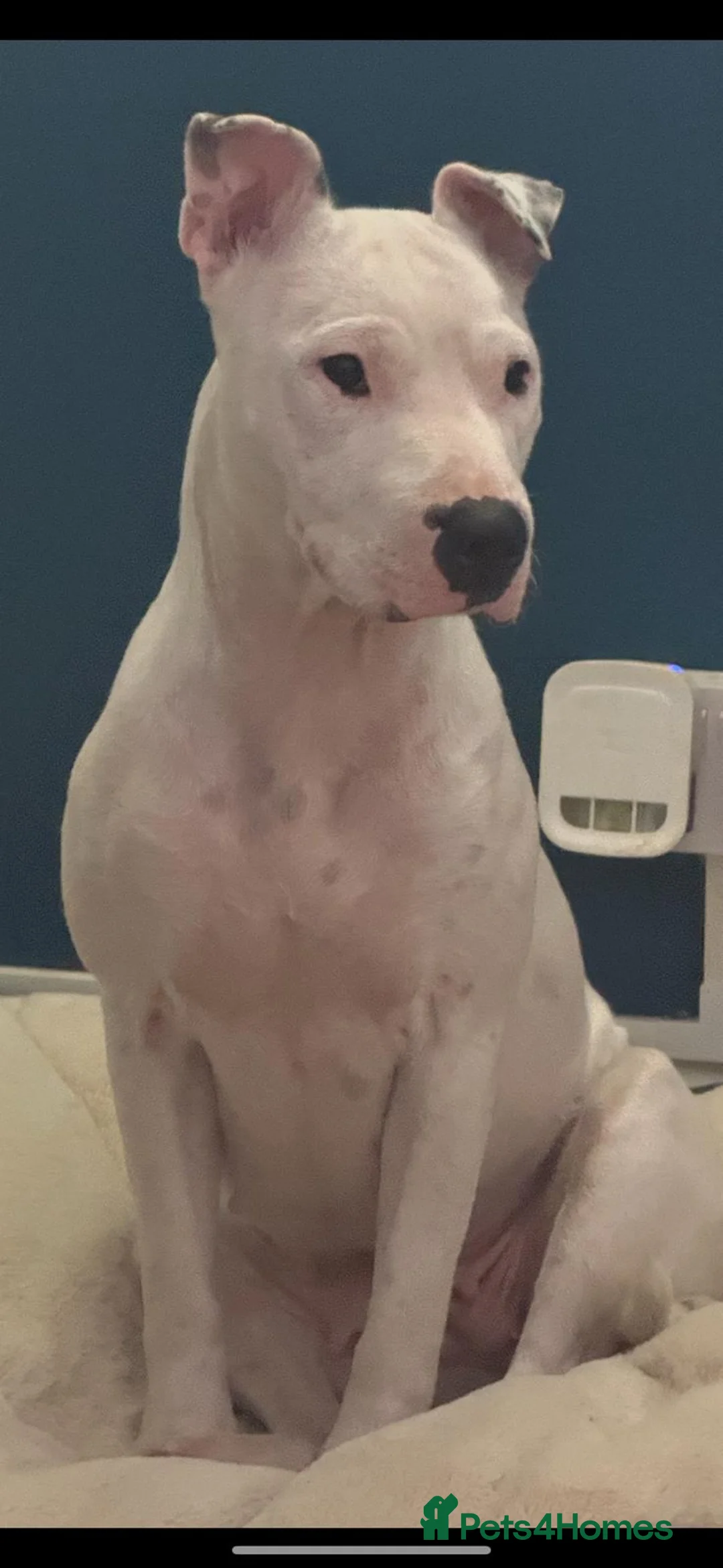 Mixed Breed dogs for sale: English bull terrier cross mastiff - Advert 1