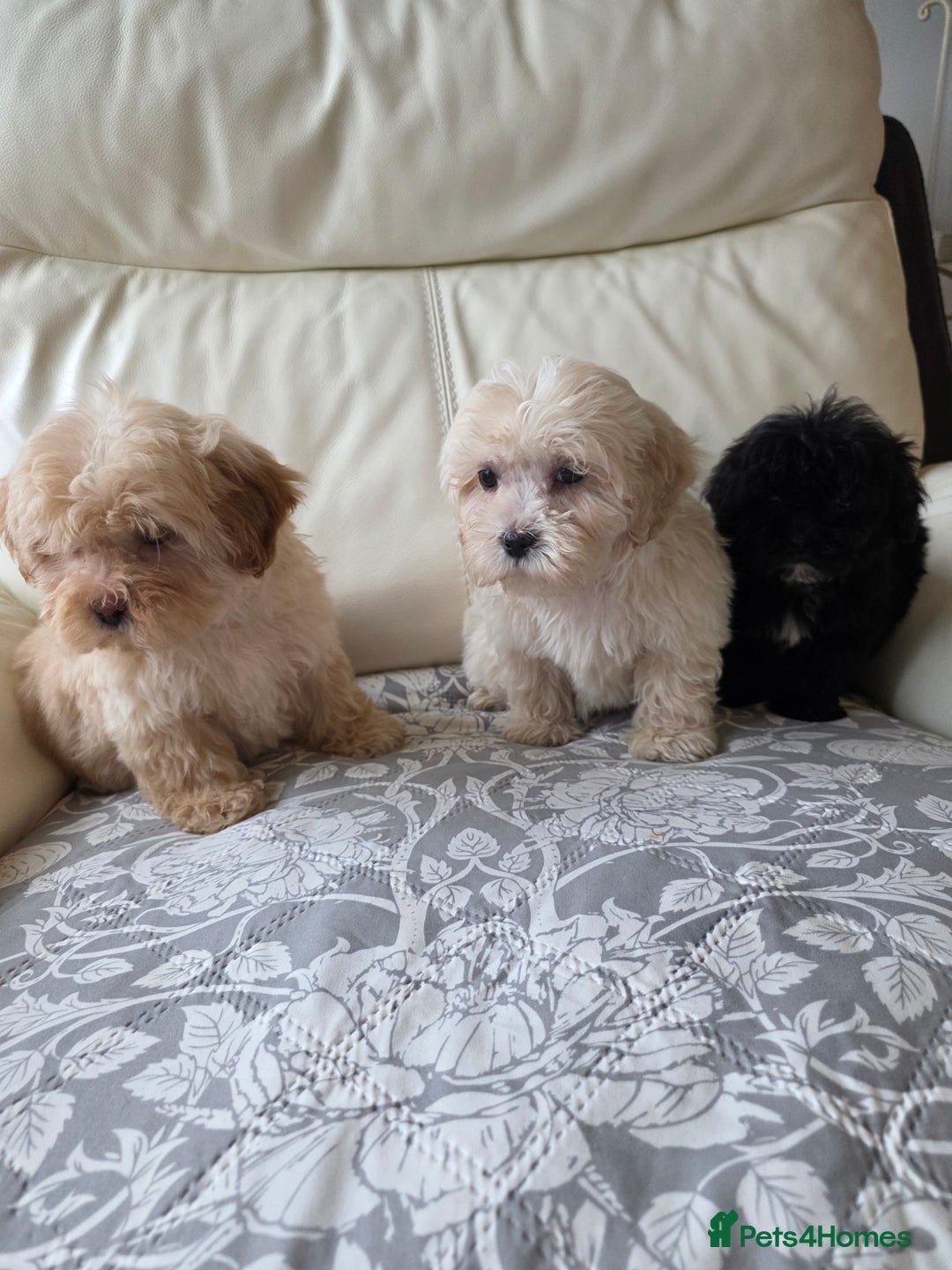 Shihpoo dogs for sale: Shihpoo puppys - Advert 9