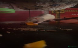 Rat rodents for sale: 2x female dumbo rats  - Image 5