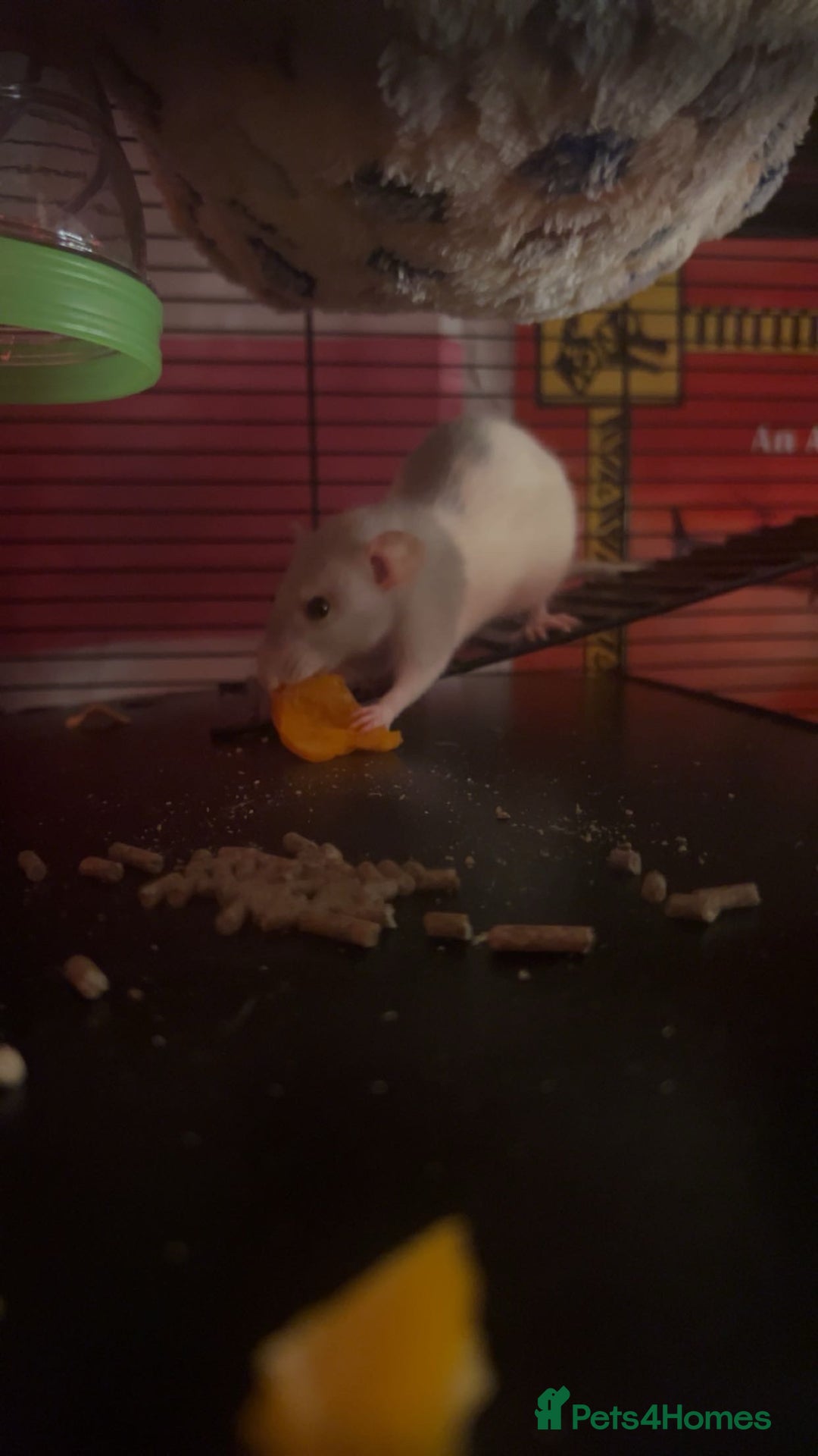 Rat rodents for sale: 2x female dumbo rats  - Image 5