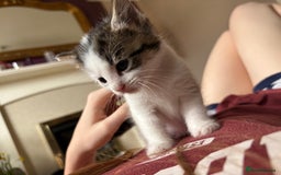 British Shorthair cats for sale: 2 BLACK FEMALE SHORTHAIR KITTENS. READY TO GO! - Image 15