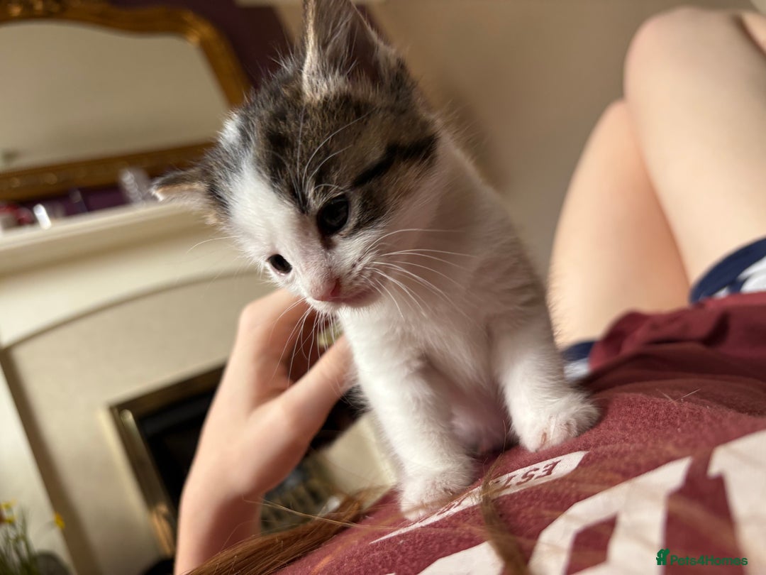 British Shorthair cats for sale: 2 BLACK FEMALE SHORTHAIR KITTENS. READY TO GO! - Image 15
