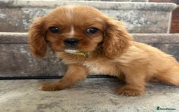Cavalier King Charles Spaniel dogs for sale: KC King Charles Cavaliers.❤️Heart & Health Tested. - Image 3