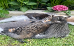 RagaMuffin cats for sale: 🐾 **Adopt Ragdoll-Shorthair Kitten!** 🐾 - Image 11