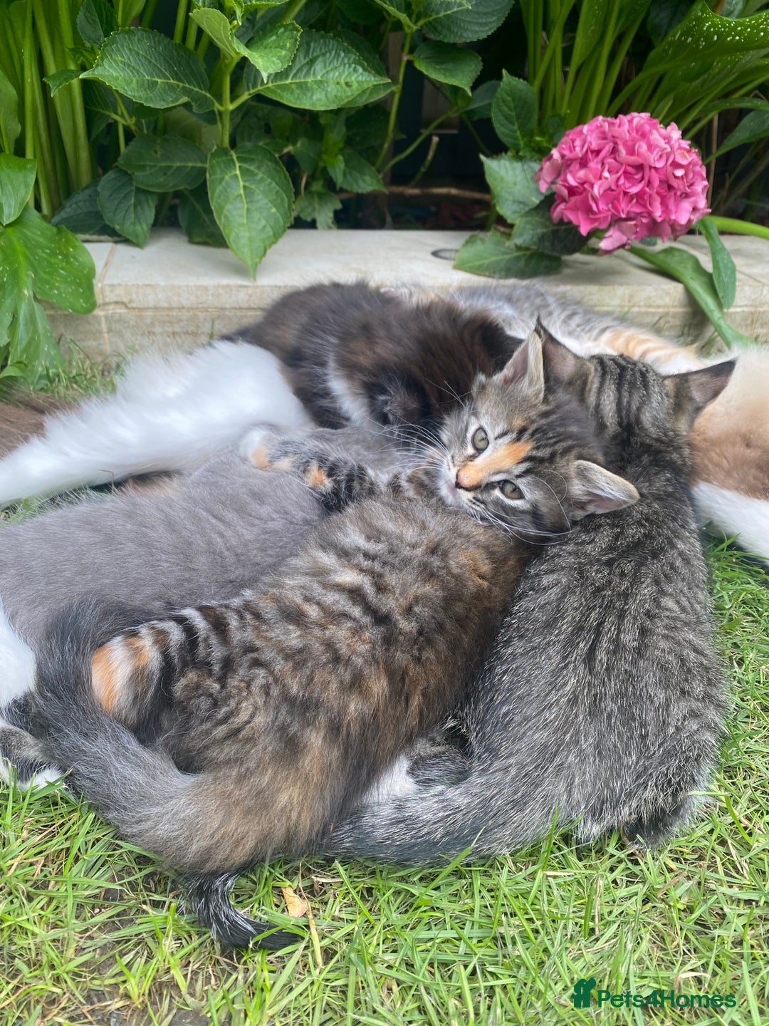 RagaMuffin cats for sale: 🐾 **Adopt Ragdoll-Shorthair Kitten!** 🐾 - Image 11