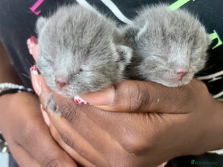 Scottish Fold cats Mother cat and Scottish fold kittens - Advert 17