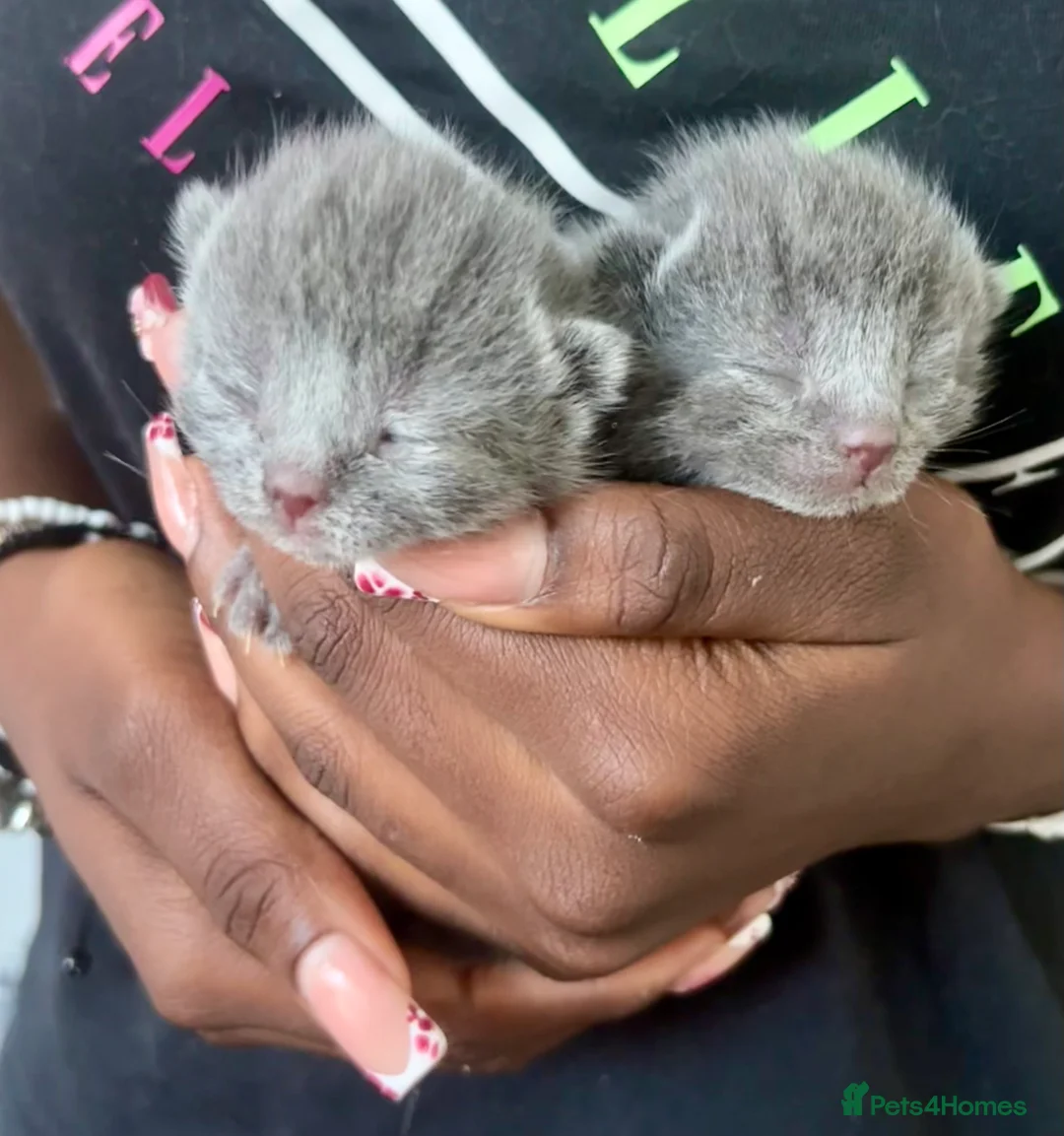 Scottish Fold cats for sale: Mother cat and Scottish fold kittens - Advert 5