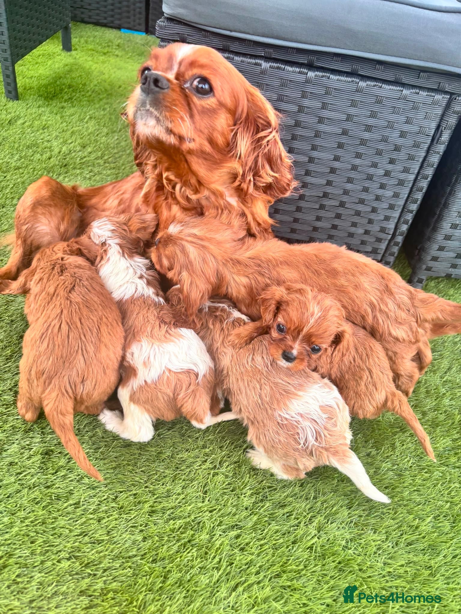 Cavalier King Charles Spaniel dogs Cavalier King Charles puppies - Advert 2
