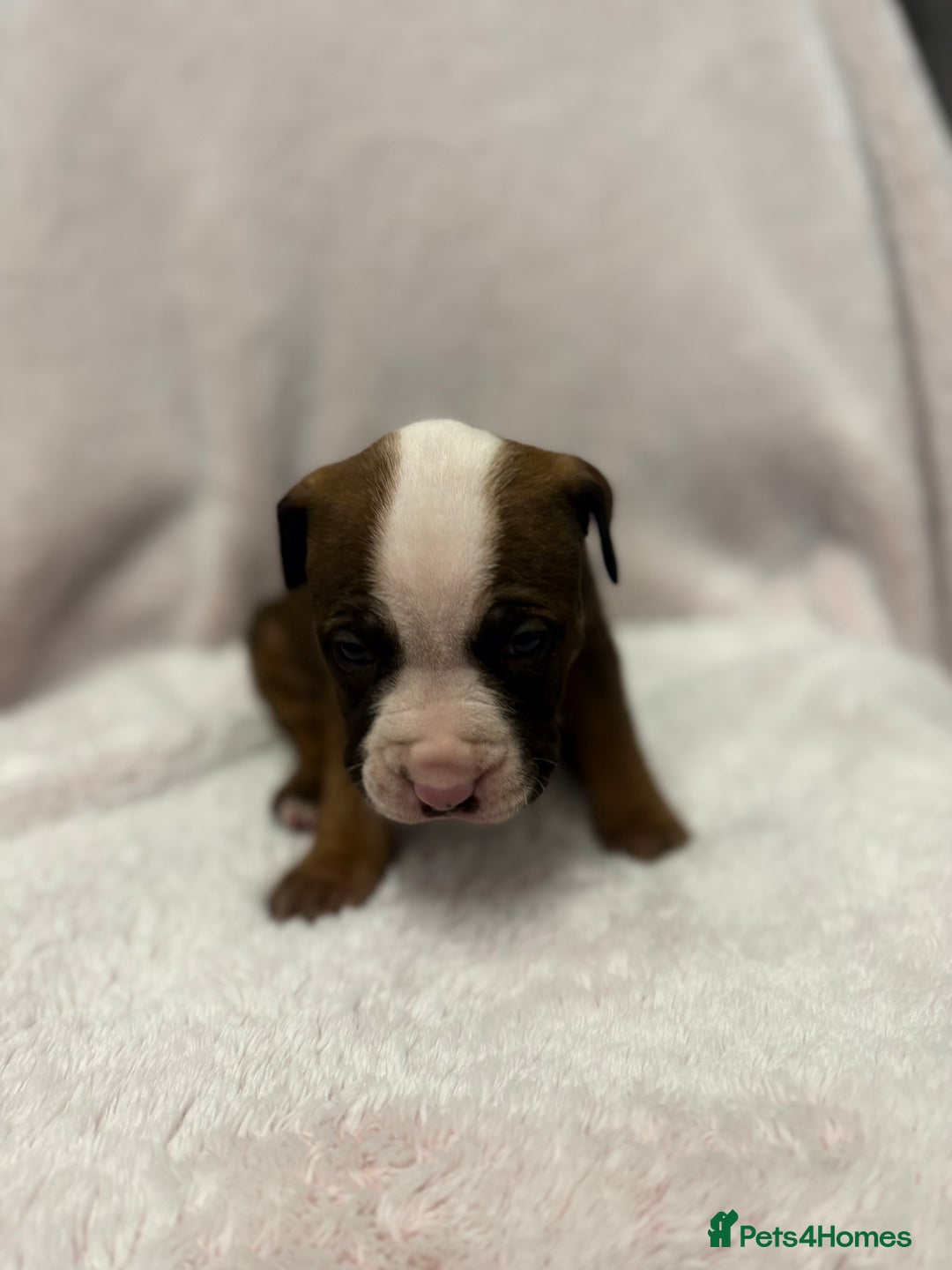 Mixed Breed dogs for sale: Cane Corso mixed  - Advert 5