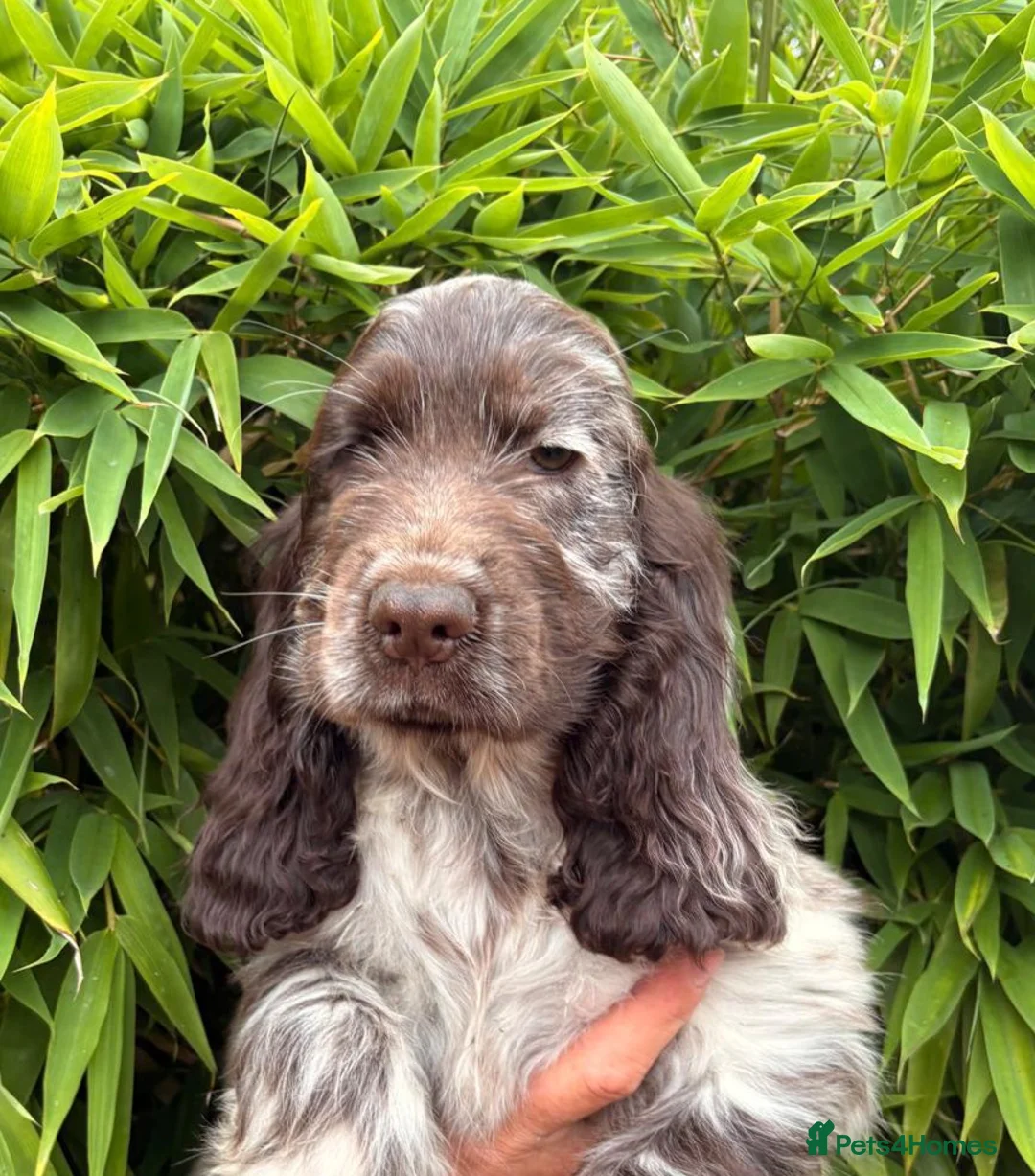 Cocker Spaniel dogs for sale: Kc registered show type puppies - Advert 2
