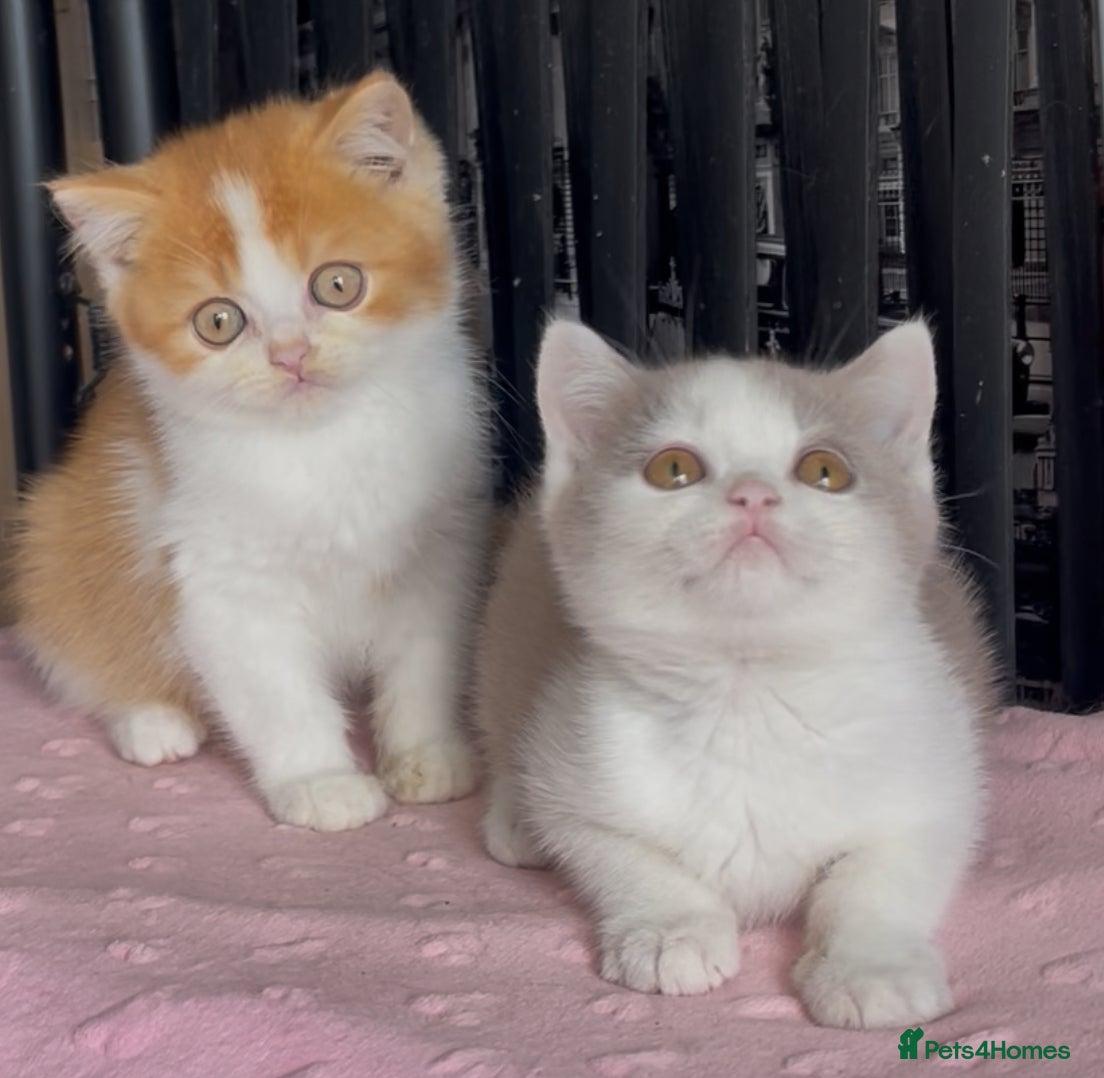 British Shorthair cats Two beautiful champion line boys for sale  - Advert 1