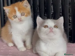 British Shorthair cats for sale: Two beautiful champion line boys for sale - Advert 1