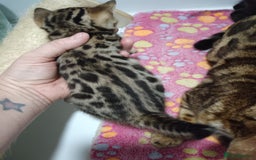 Bengal cats for sale: Pure Bengal kittens - Image 7