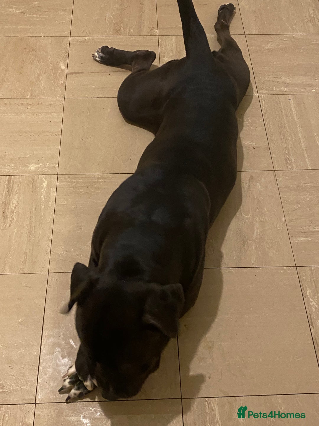 Mixed Breed dogs for sale: Roxy (mastiff x Rottweiler) - Advert 2