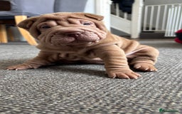 Shar Pei dogs for sale: 🔥 BEAUTIFUL SHARPEI PUPS 🔥 - Image 1