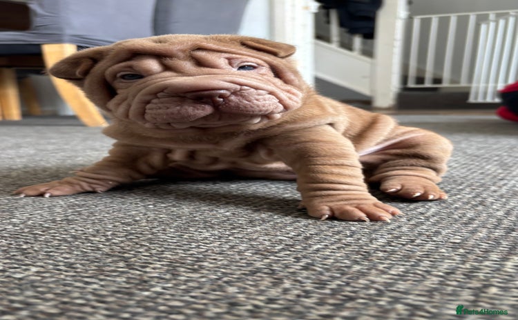 Shar Pei dogs - Advert 5