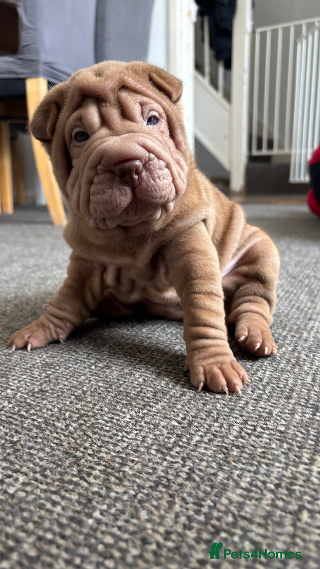 Shar Pei dogs for sale: 🔥 BEAUTIFUL SHARPEI PUPS 🔥 - Image 1