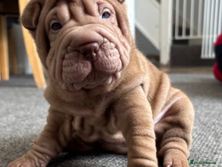 Shar Pei dogs - Advert 5