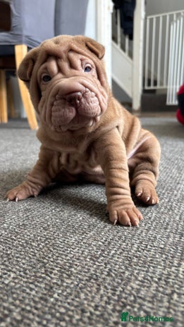 Shar Pei dogs - Advert 1